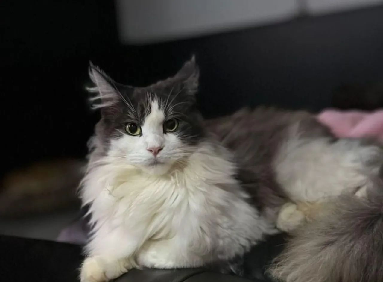 Gato Maine Coon CASAL REPRODUTORES - Foto 2