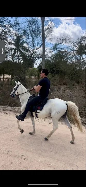 Cavalo Marcha picada 