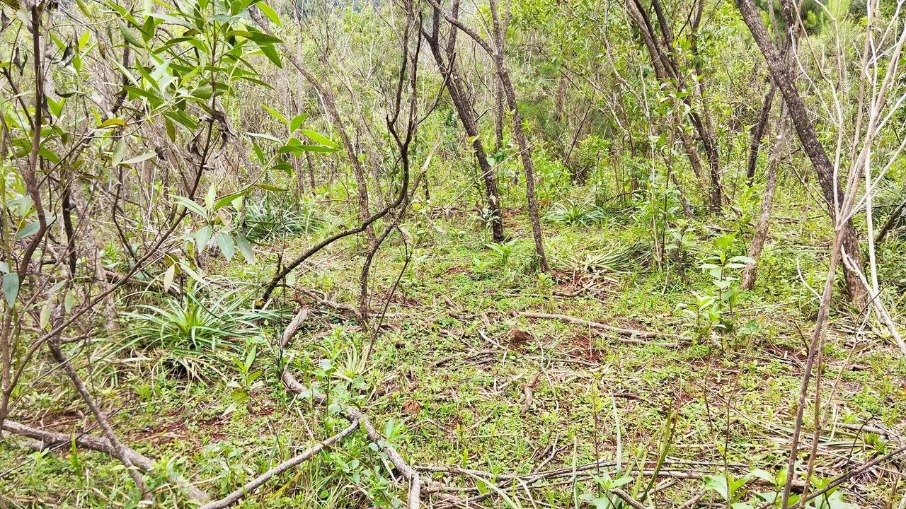 Sítio 4 hectares Batingueira Taquara  - Foto 4
