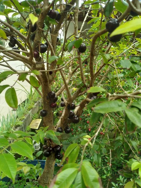 Enxerto de Jabuticaba  - Foto 2