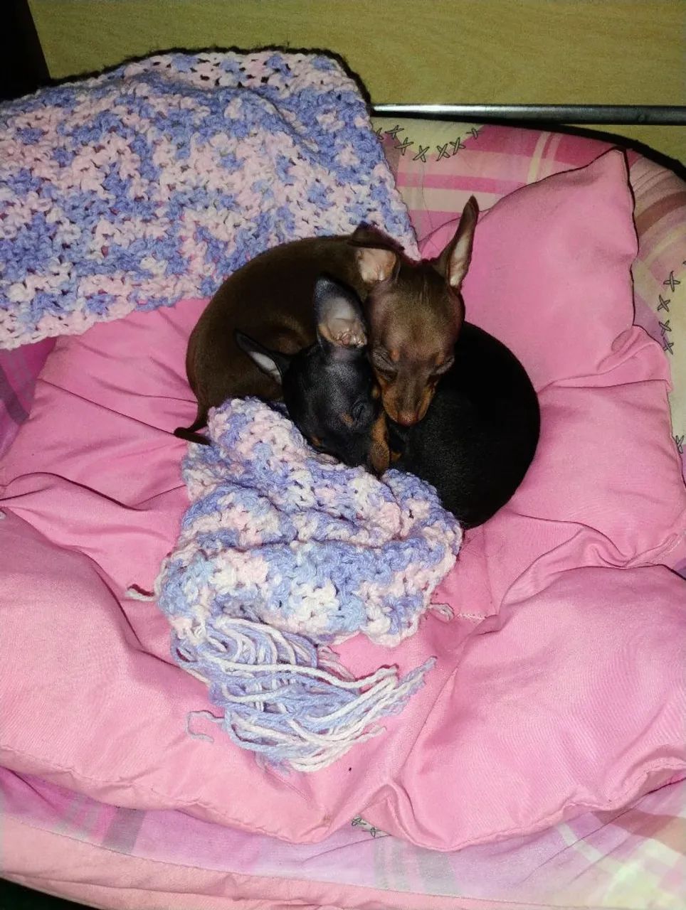 Micro Pinscher Fêmea 00 - Alto padrão  - Foto 4
