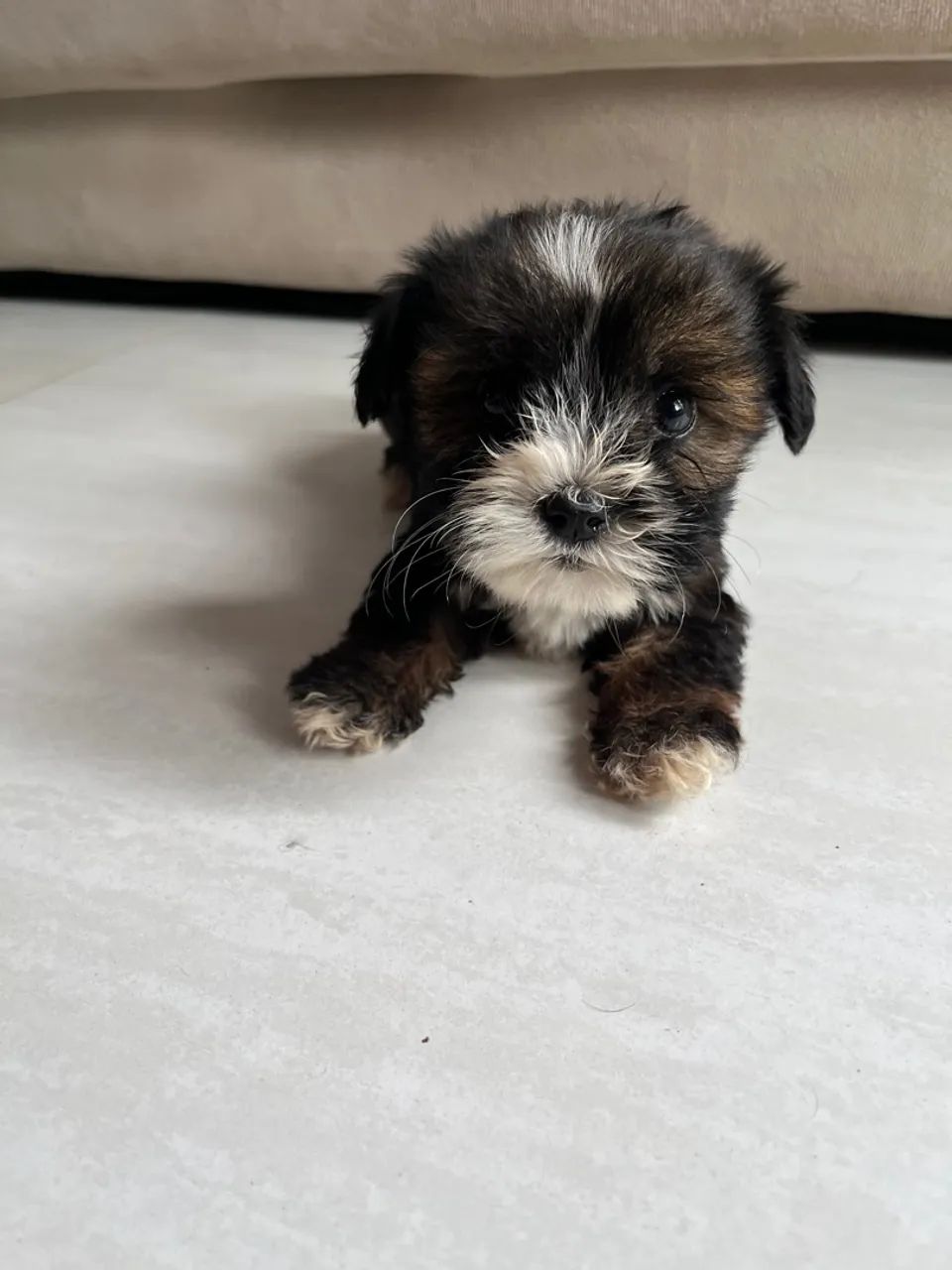 Filhotes Lhasa Apso - Foto 4