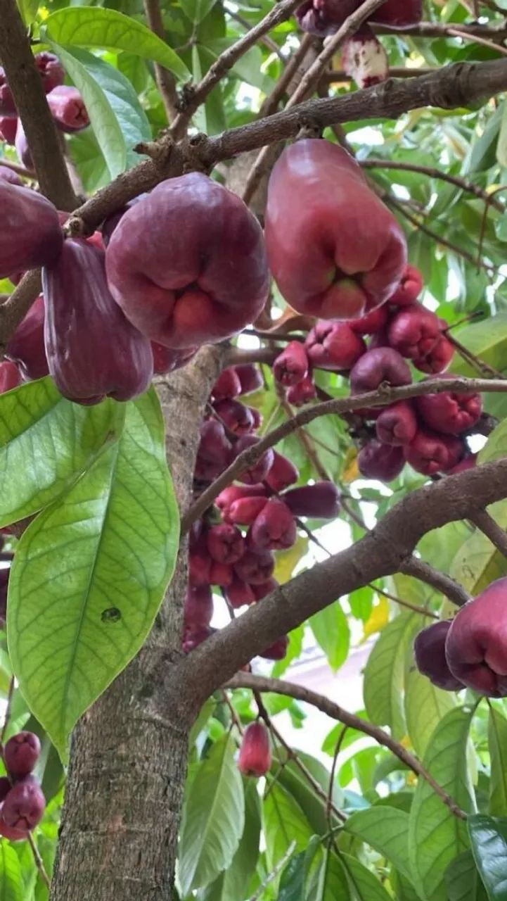 Frutifera Mudas de Jambo Roxo
