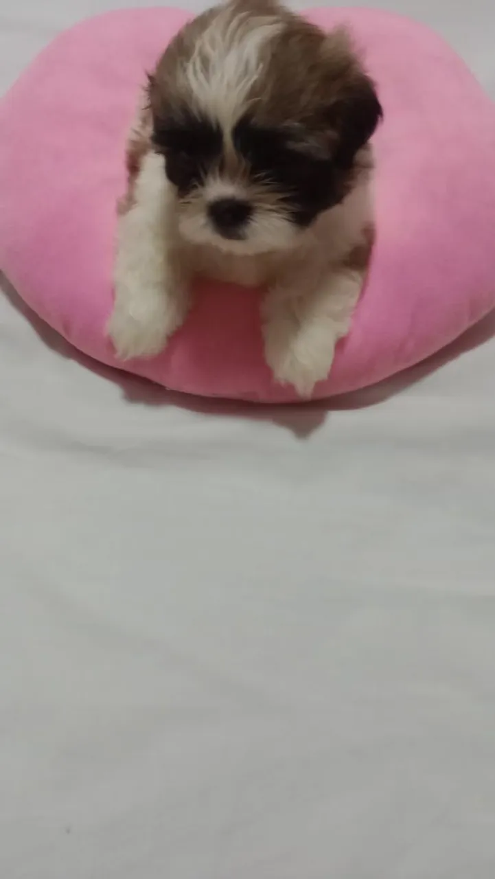 Shih Tzu - Filhote