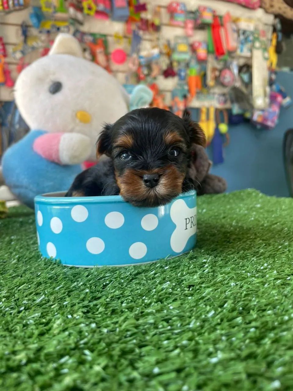 Lindos filhotes mini vacinado 