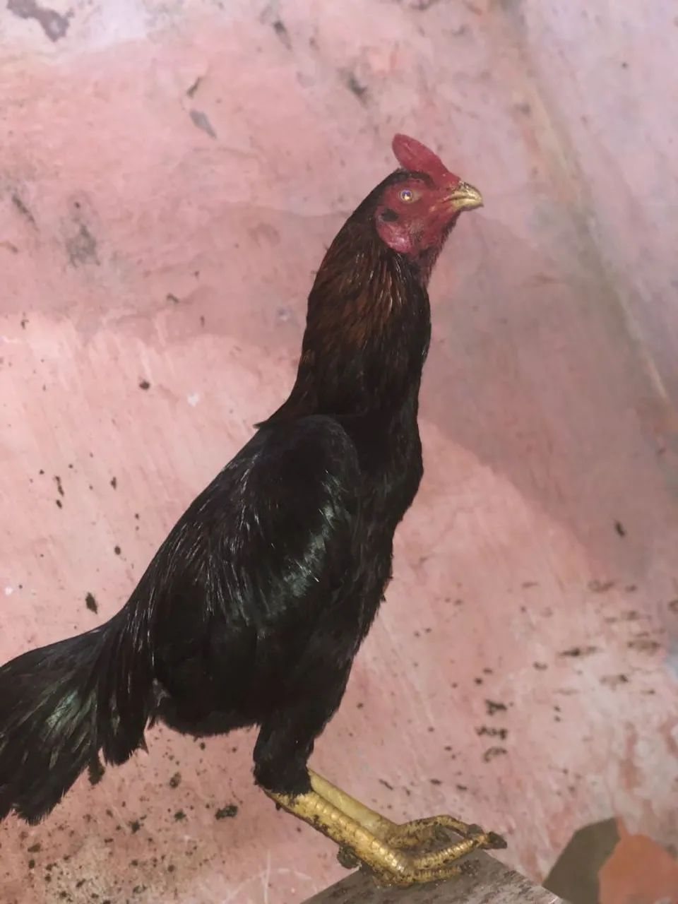 Galo bom e barato - Foto 3