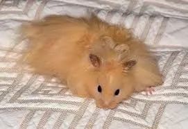 Hamster sírio ou angorá - Foto 3