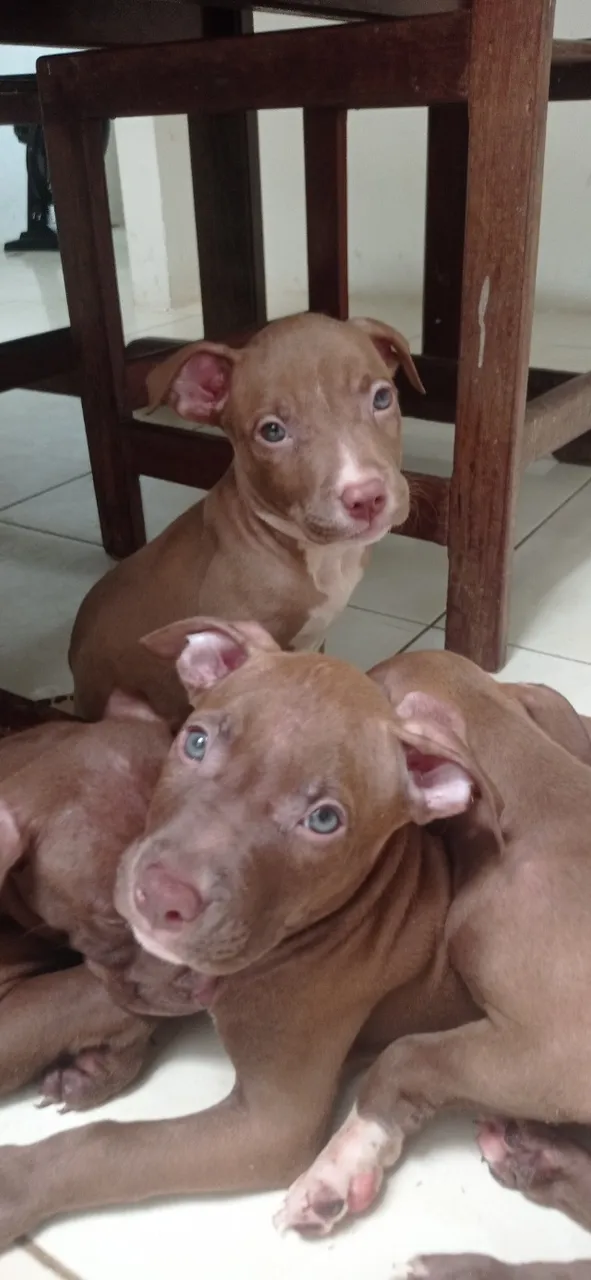 PROMOÇÃO IMPERDÍVEL DE FILHOTES DE PITBULL