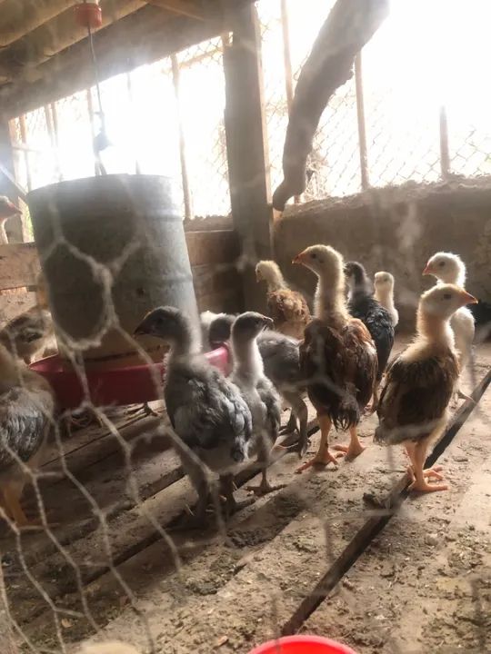 Galinha sertaneja balão - Foto 4