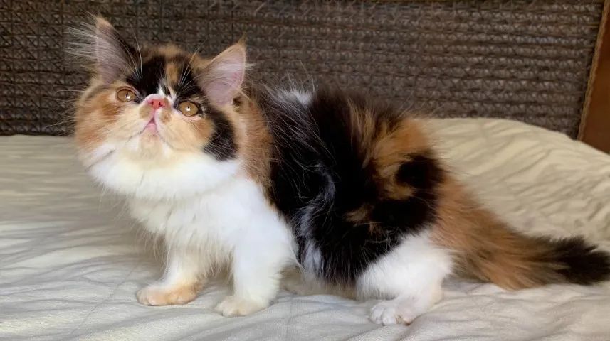 Top Show De Gata Persa filhote Feméa tricolor pelo longo extremada,C/80 Dias Super Linda. - Foto 6