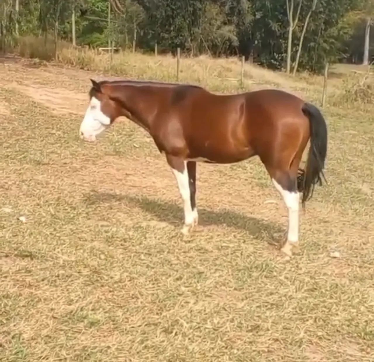 Quarto de Milha com Paint Horse Homozigoto - Foto 2