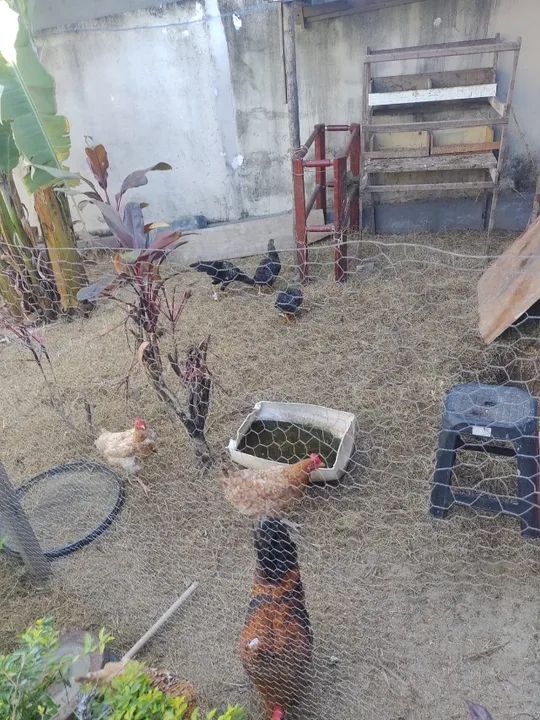 Galinhas, galos e frangos 