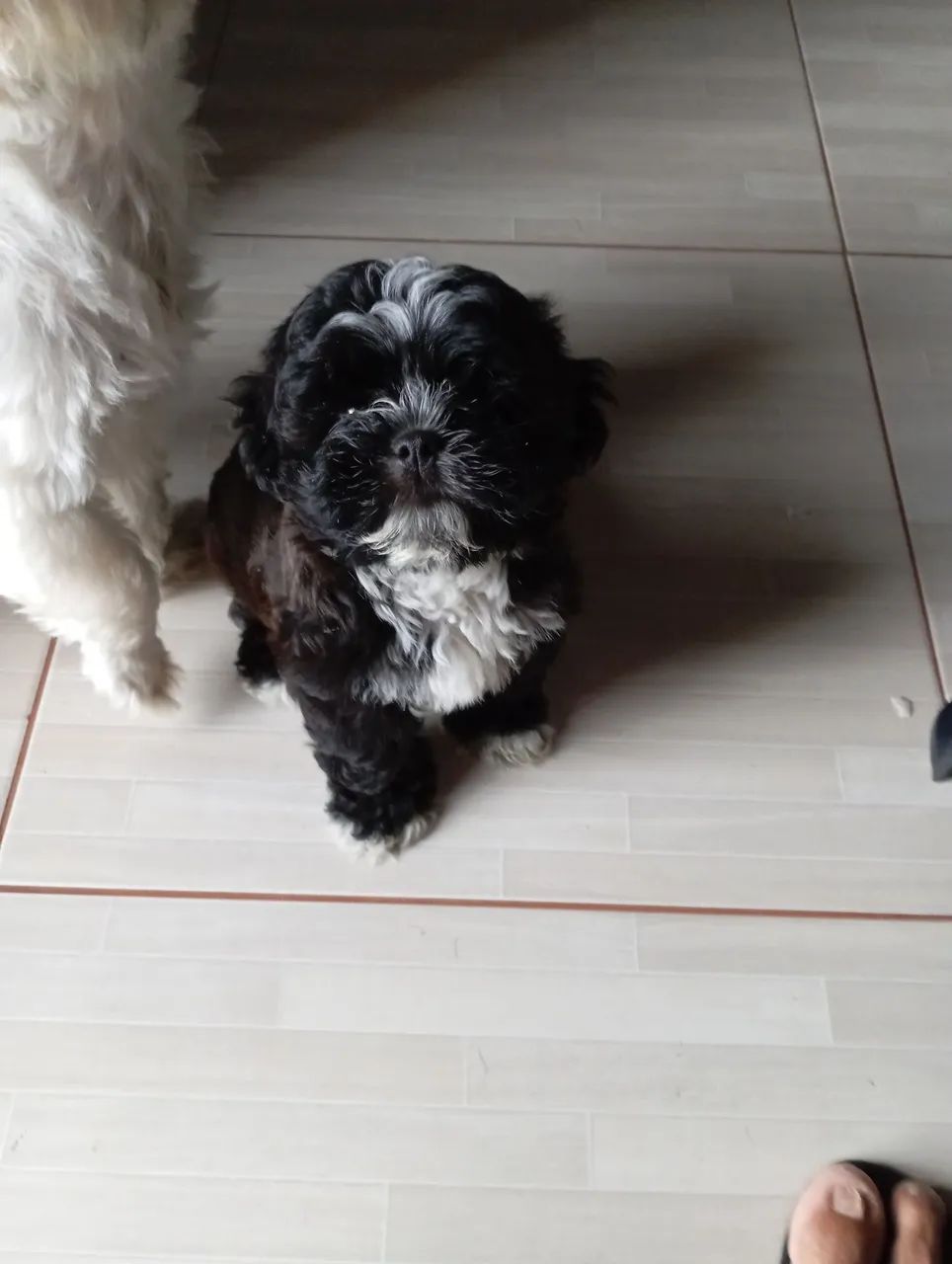 Filhote Shih Tzu