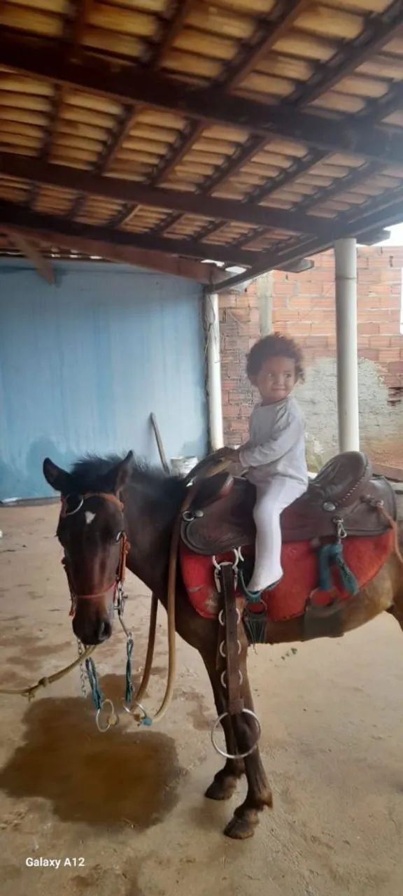 Domador de cavalo  - Foto 4