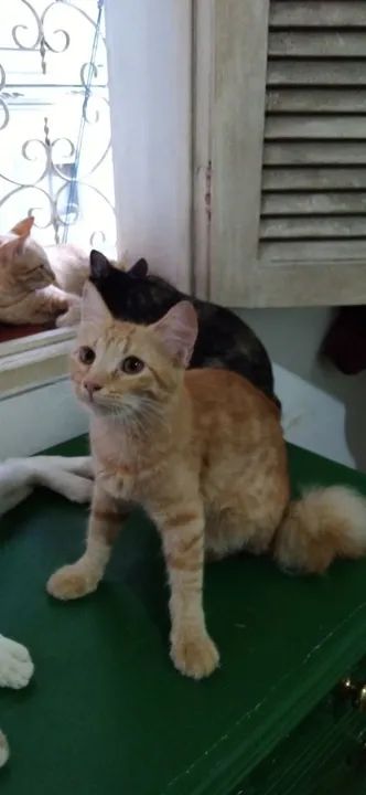 FILHOTES gatinhos para adoção  - Foto 5