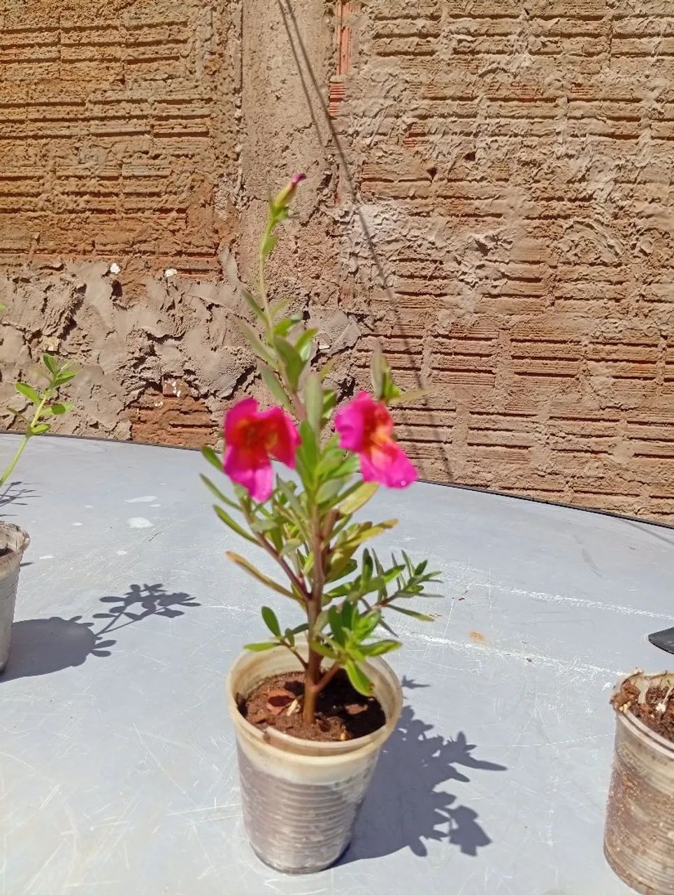 Plantas diversas  - Foto 2