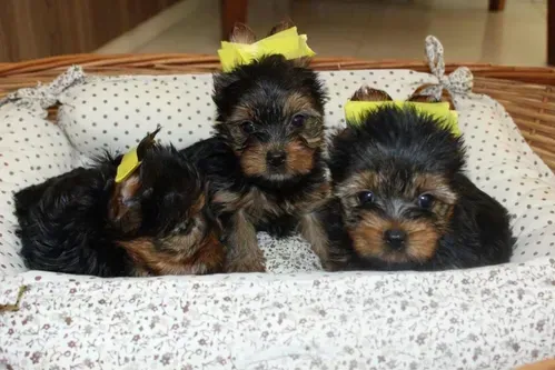 Filhotes de yorkshire
