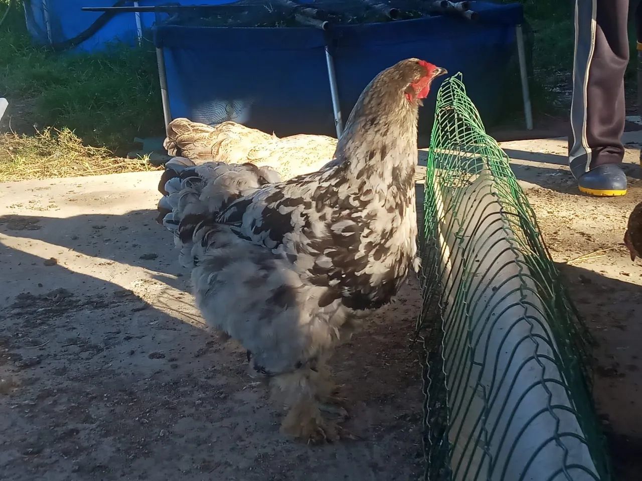 Galos e galinhas - Foto 2