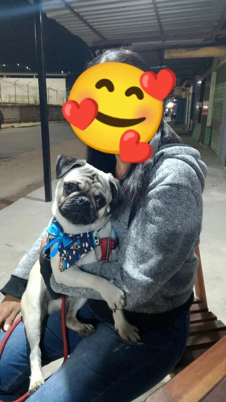 Vendo filhote pug ?
