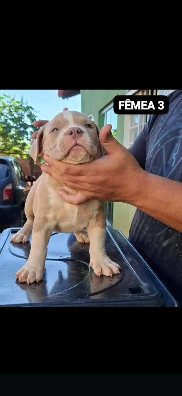 VENDO EXCELENTES FILHOTES DE AMERICAN BULLY POCKET
