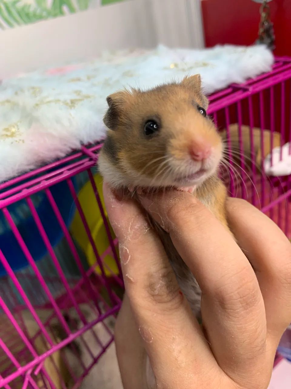 Hamsters sírios fêmea - Foto 5