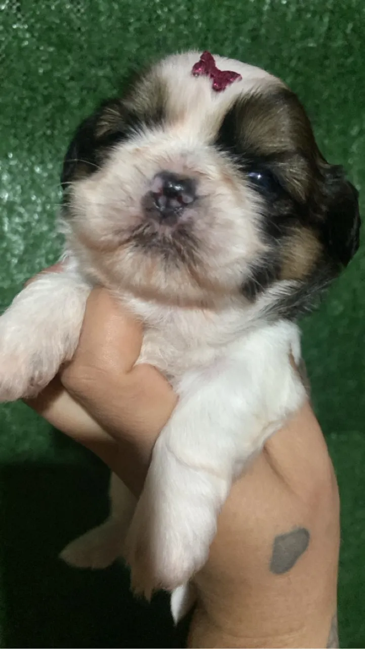 Filhote Shih Tzu Fêmea macho