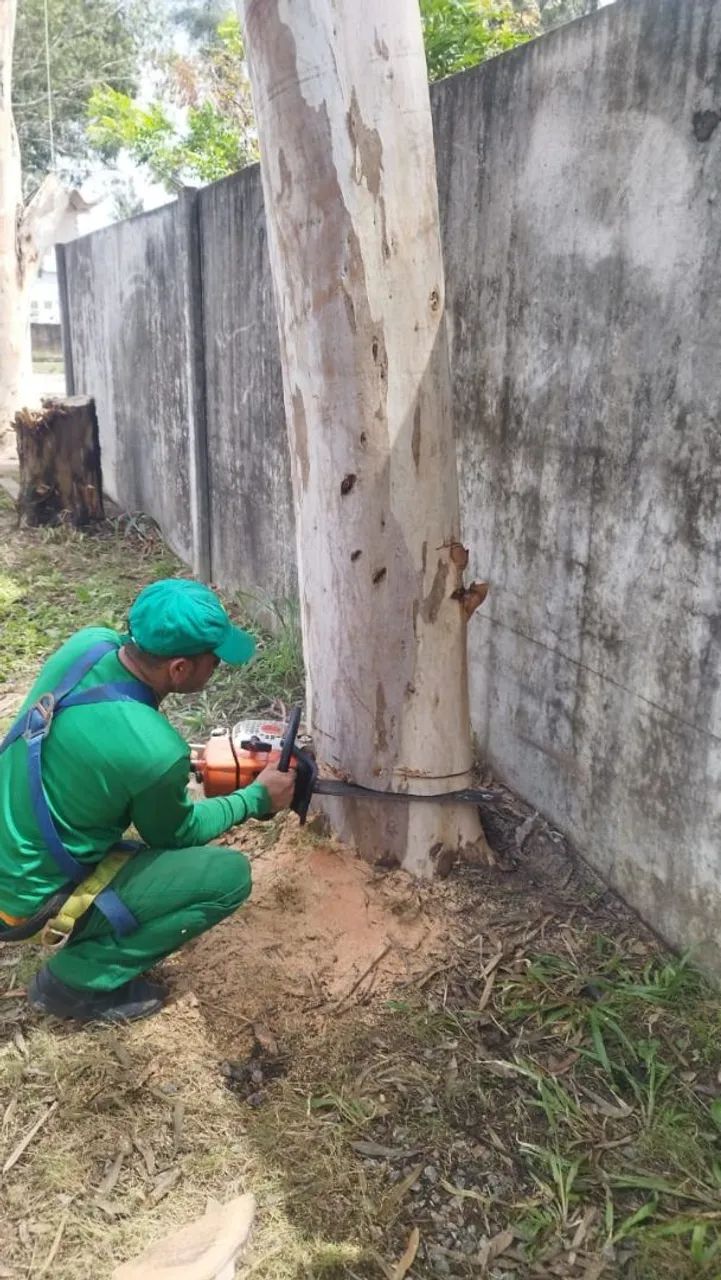 Poda de árvores , jardinagem em geral - Foto 4