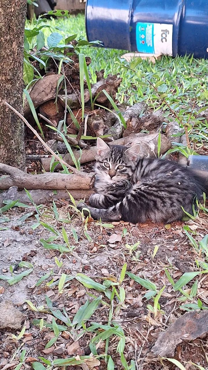 Gatinhos para adoção  - Foto 3