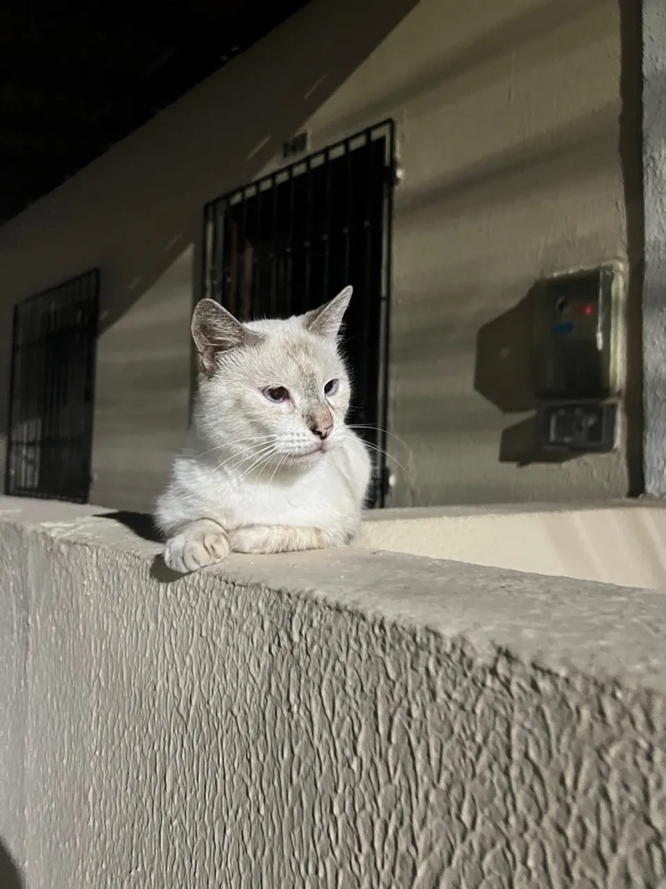 Gatinha Castrada para adoção