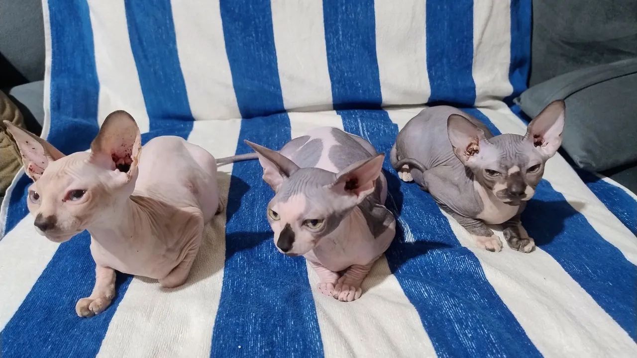 3 lindas sphynx  - Foto 3