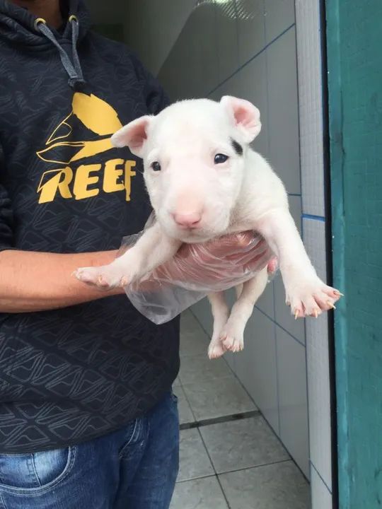 Bull Terrier Inglês pirata/fulvo/tricolor/, parcele em até 12x sem juros! - Foto 2