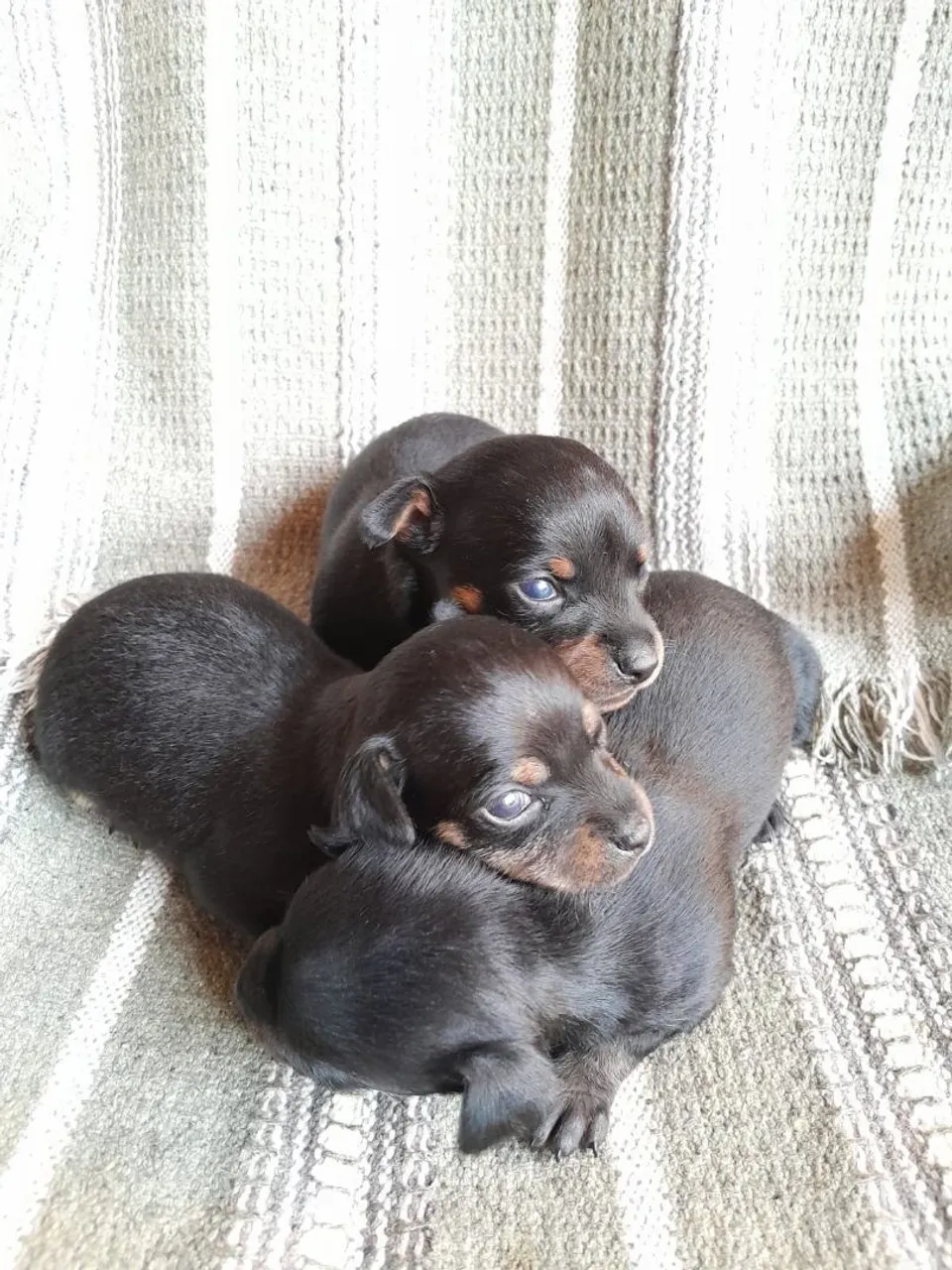 Lindas Meninas de Pinscher 