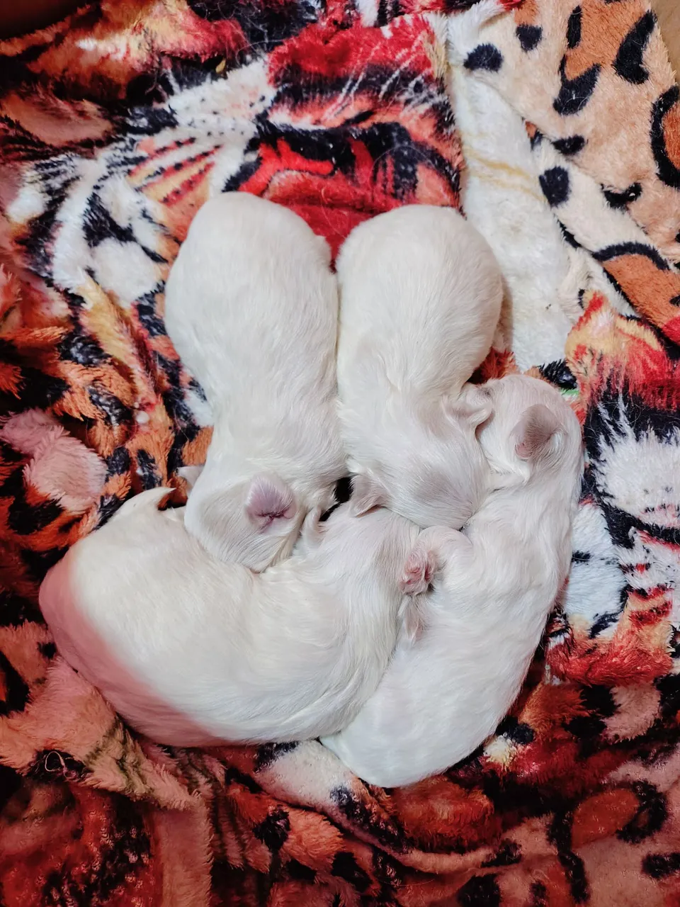 Filhotes de Maltês puros