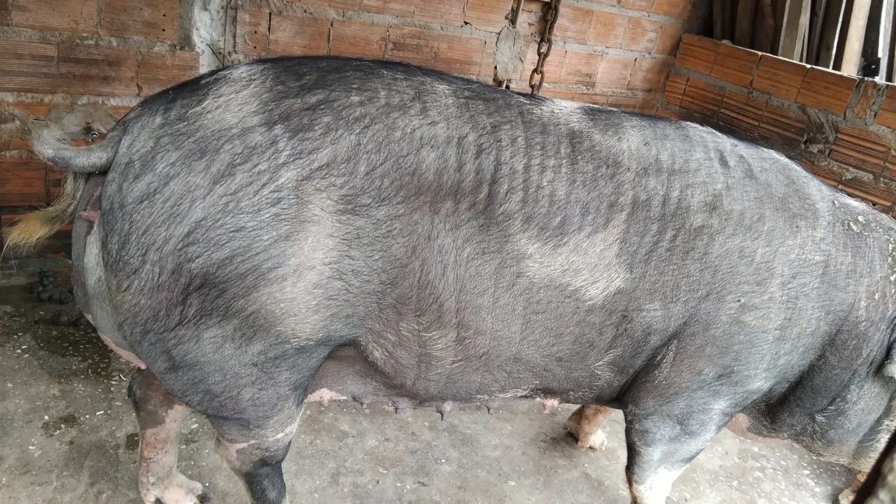 Porco para venda - Foto 3
