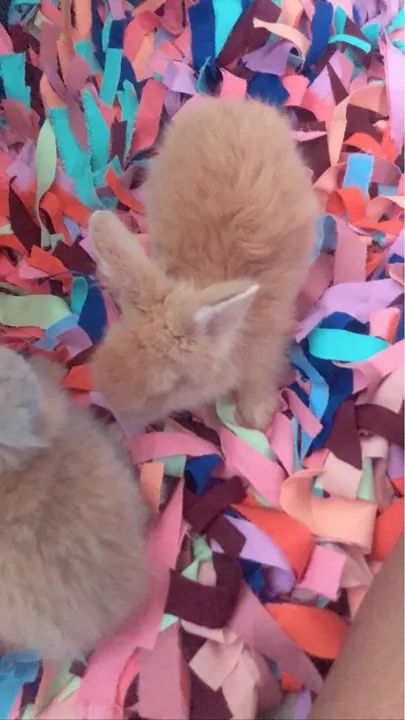 coelhinhos fofinhos angora  - Foto 4
