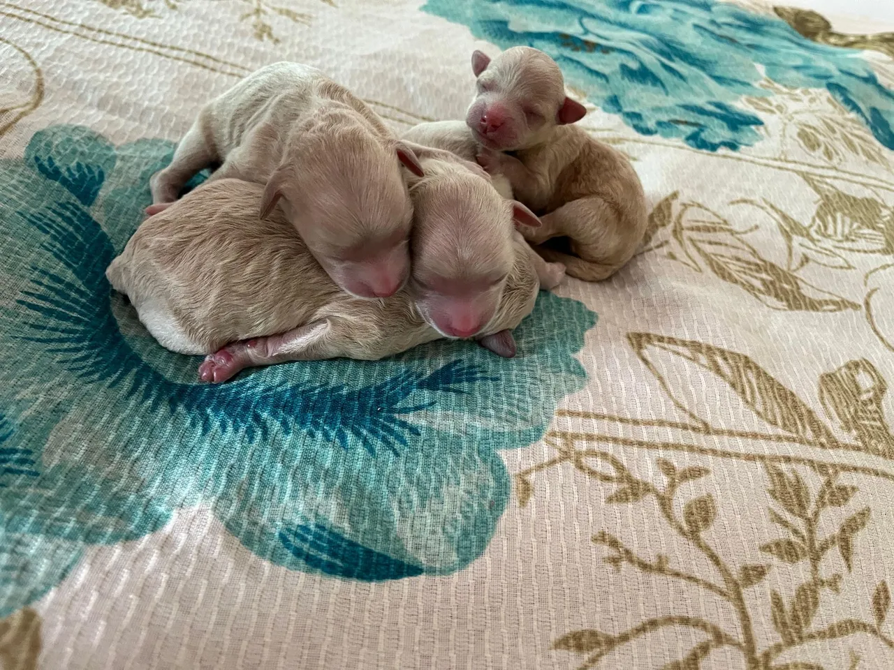Filhotes de Poodle