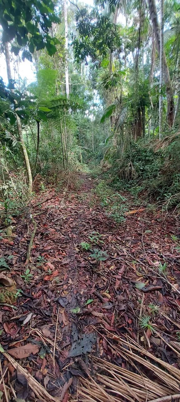 Área com 20.000 mts em Domingos Martins  - Foto 5
