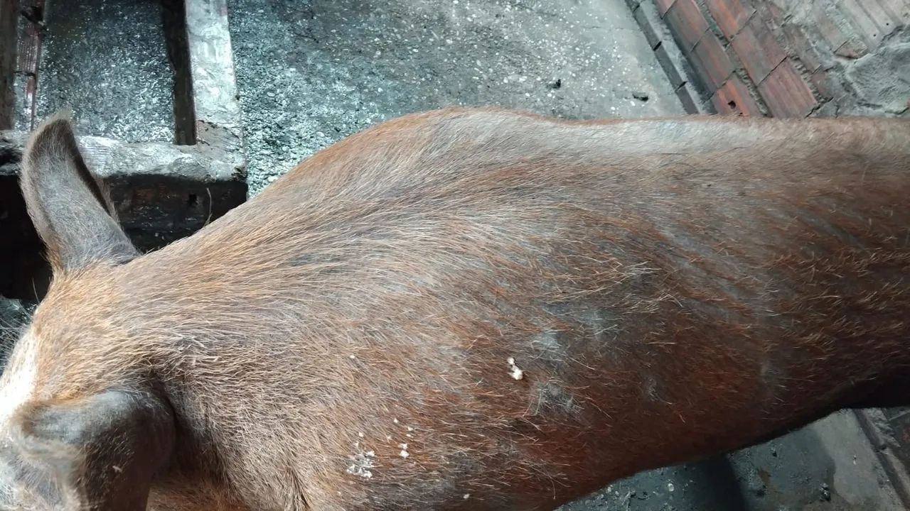 Porco para venda - Foto 2