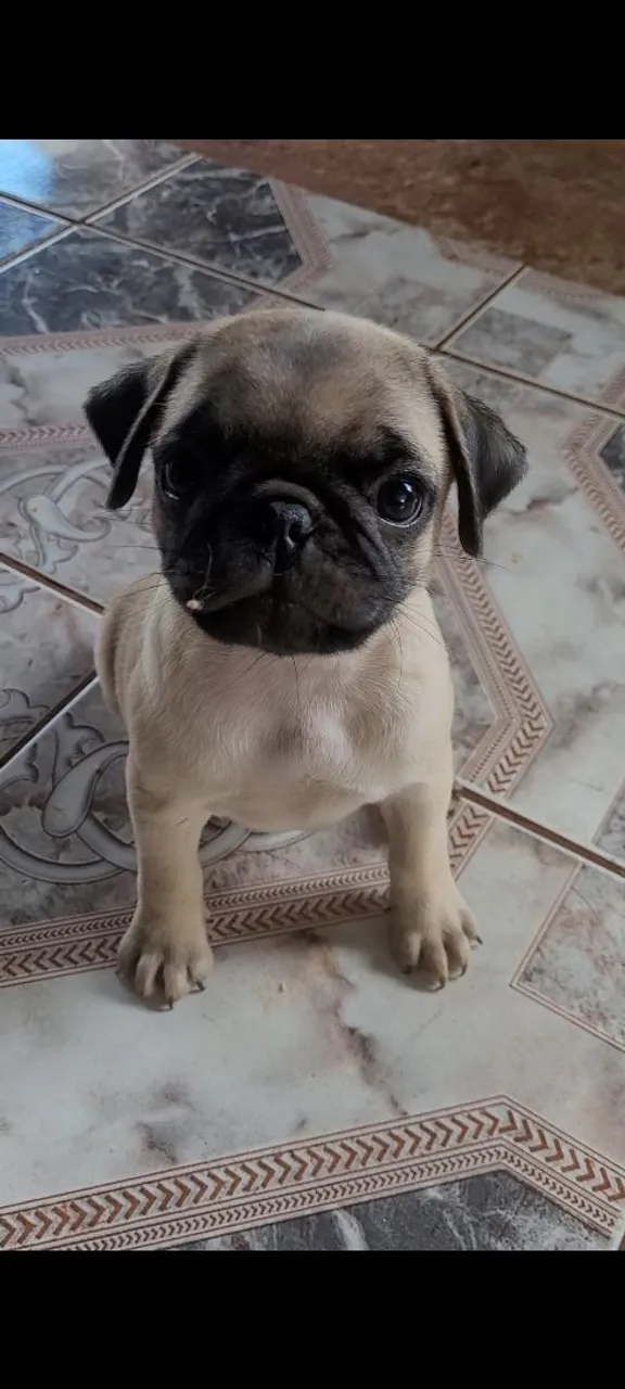 Filhote de pug