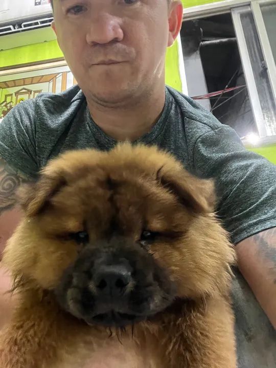 Chow chow filhote  - Foto 4