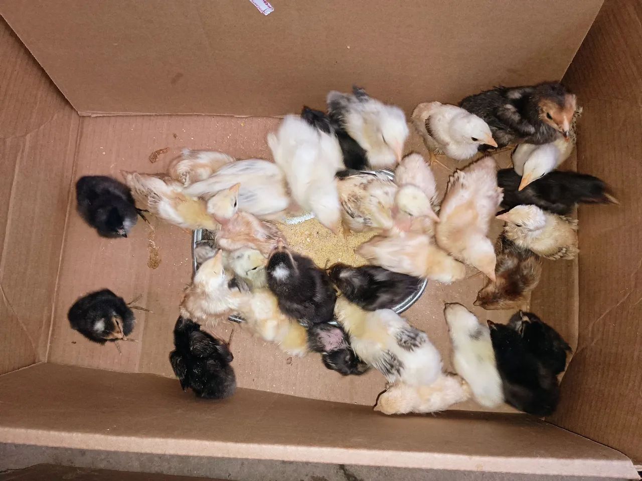 30 Pintinhos caipiras  - Foto 5