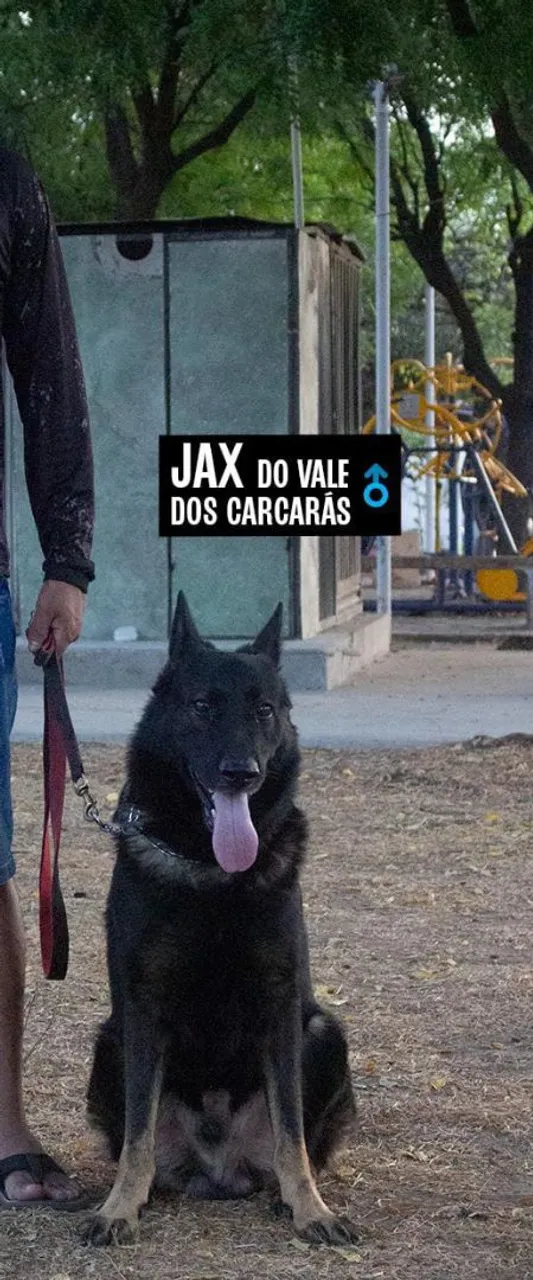 Filhote de Pastor Alemão Macho - Jax do Vale dos Carcarás