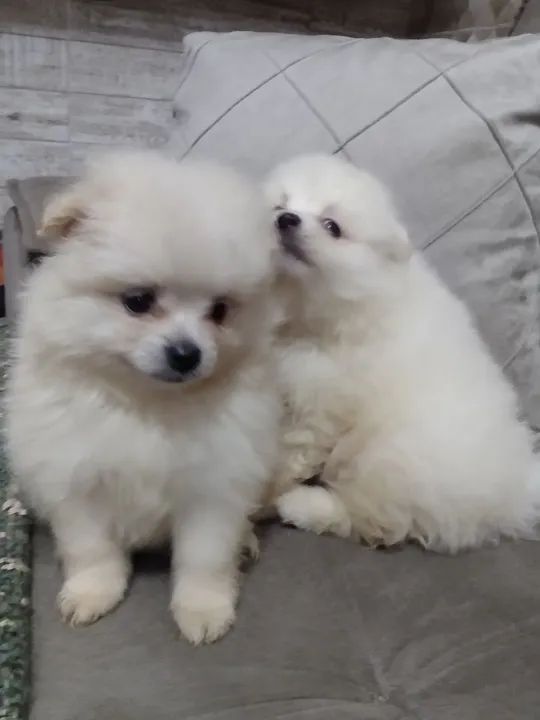 Filhotes de Spitz Alemão - Foto 5