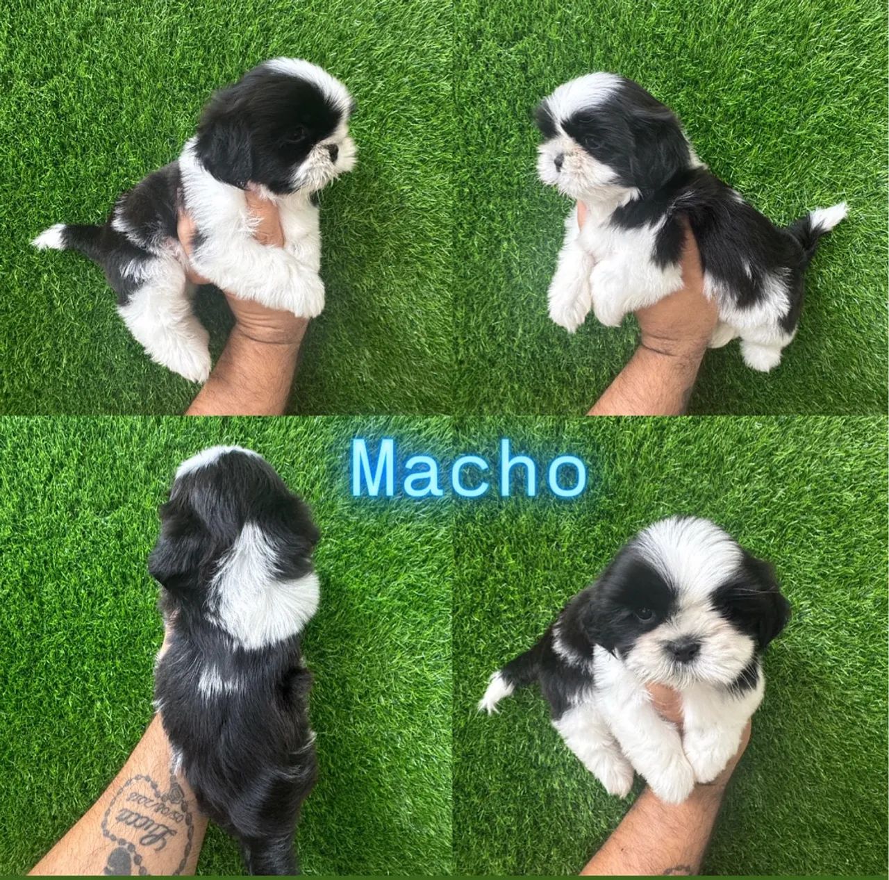 Shihtzu  macho  - Foto 5