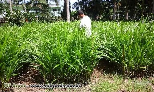 Mudas de Açaí - Foto 2