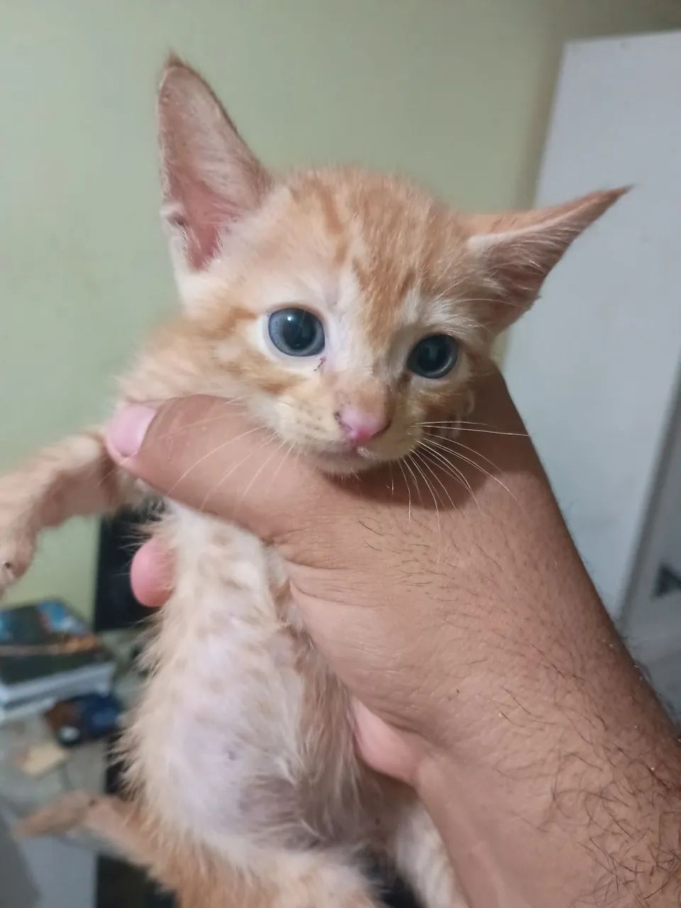 Gatinho Branco Fofo para Adoção - Foto 3
