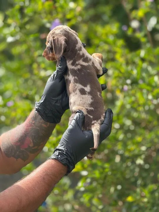 Teckel Arlequim- Vem garantir seu filhote com a gente  - Foto 2