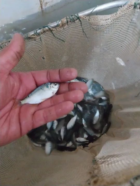 Peixes para Pesca - Iscas Vivas