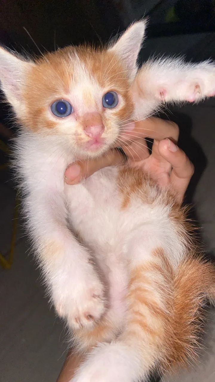 Doação de gatinhos 