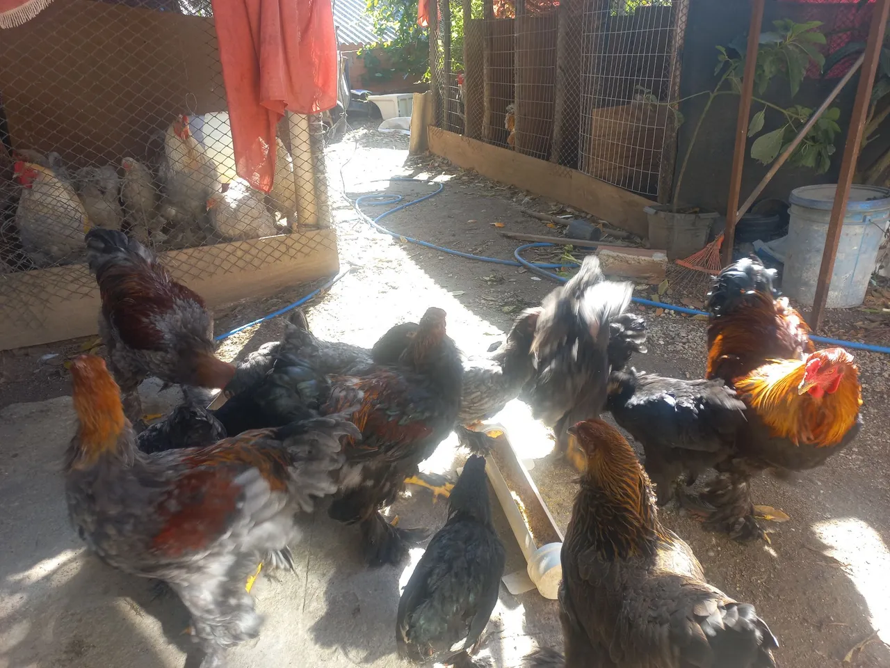 Frangos Brahma - Lindos e saudáveis!